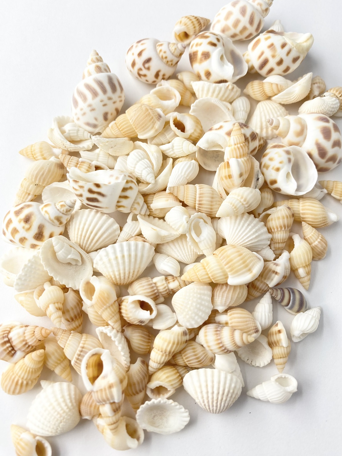 マリンベージュミックス【約1～3cｍ】[メール便対象-400gまで]En: marine beige assorted(Size:1-3cm,) 貝殻