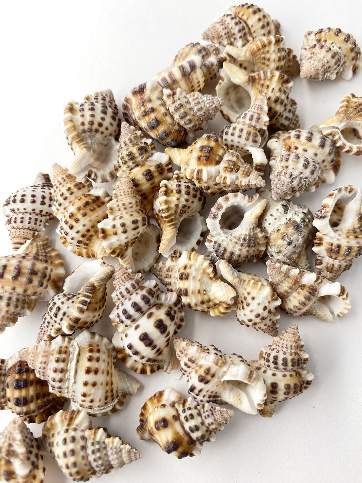 アラレボラ【2.5ｃｍ前後】[メール便可-400g]　En:Gyrineum natator(Size:2.5cm)