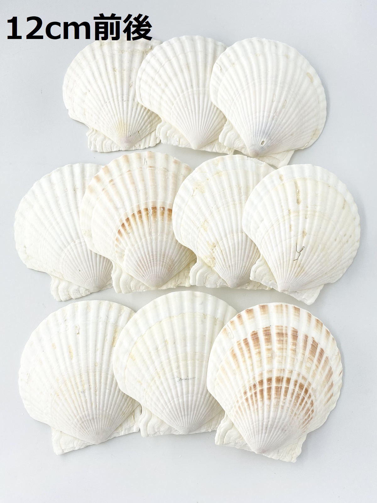 ホタテガイ【12ｃｍ前後/10枚】En: Japanese Scallop(size:12cm, per 10pcs) 貝殻