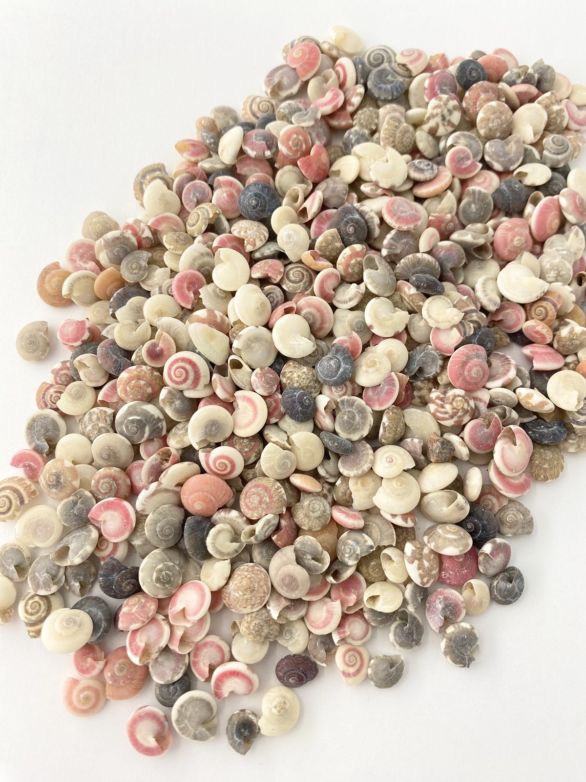 キサゴ【1cm程度】[メール便可-400ｇまで] En: Umbonium (size:1cm)