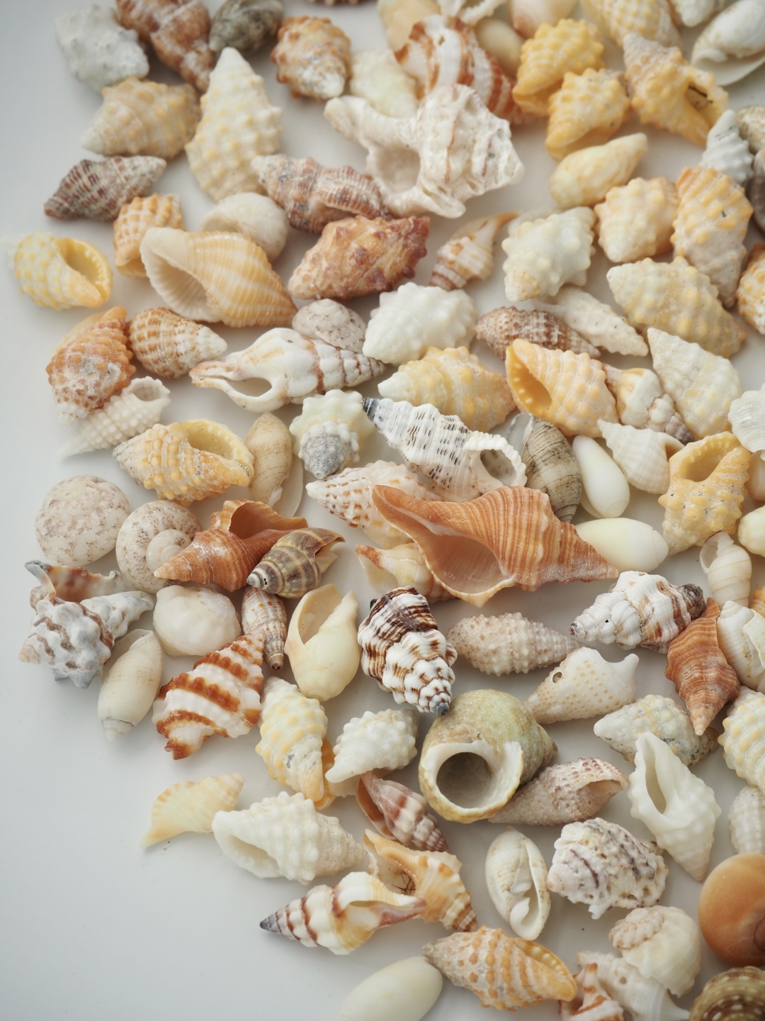 巻貝ミックス【約1.5～3.5ｃｍ】[メール便可-400ｇまで]  En: Assorted Snails (Size:1.5-3.5cm)