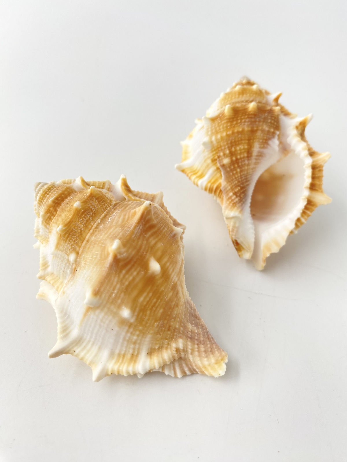 ミヤコボラ【約6～7ｃｍ/5個入】 En: Gyrineum rana (Size:6-7cm, per 5pcs) 貝殻