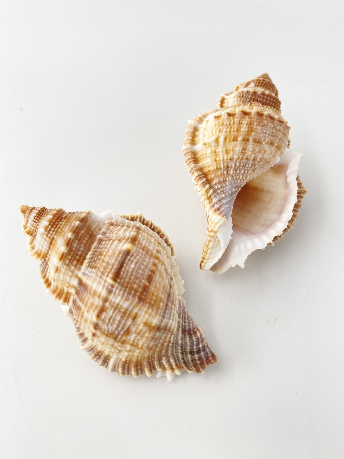 ヒメヤスリミヤコボラ【約6～8ｃｍ/5個入】  En:Bufonaria subgranosa (size:6-8cm, per 5pcs) 貝殻