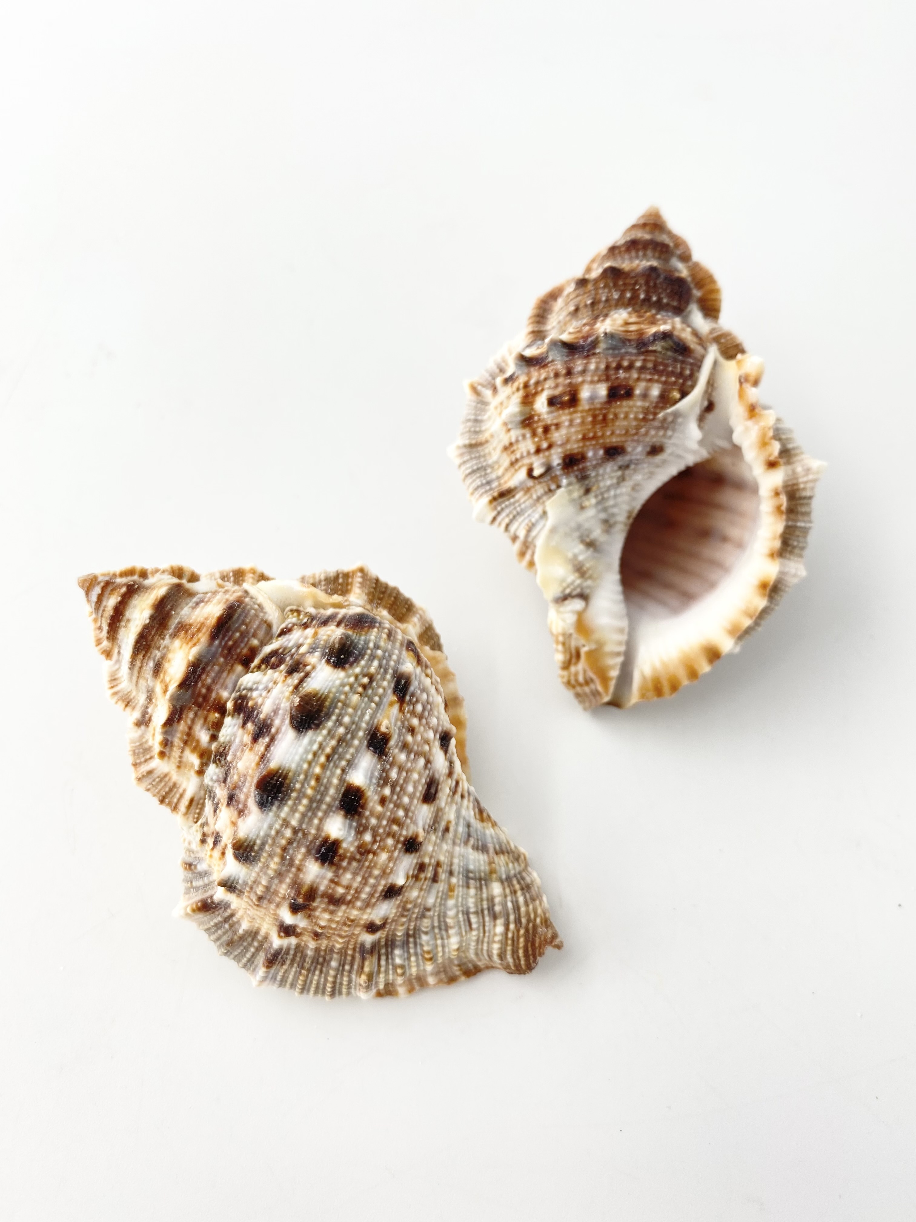 スミツキミヤコボラ【約5～7ｃｍ/5個入】[メール便可-4袋まで] En: Bufonaria crumena (Size:5～7cm, per 5pcs) 貝殻