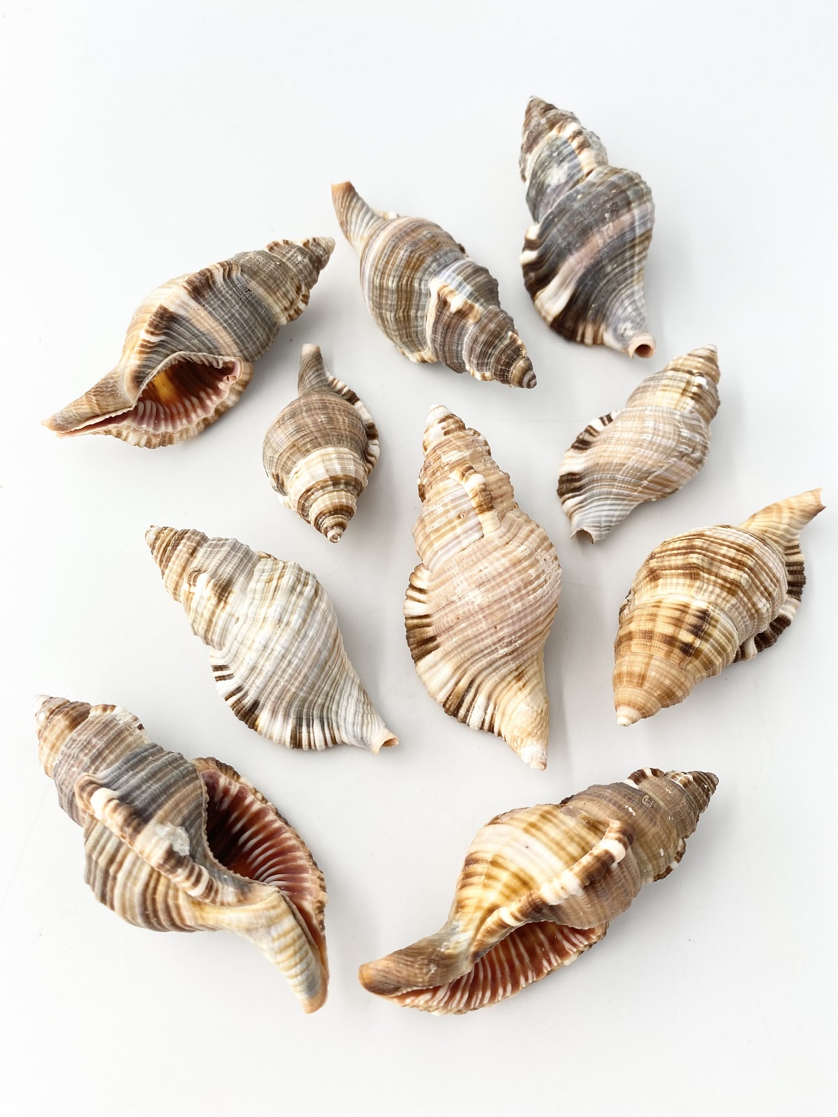 シノマキ【約5～8ｃｍ/10個】[メール便可-2袋まで] En: Cymatium Pileare (Size:5-8cm, per 10pcs) 貝殻