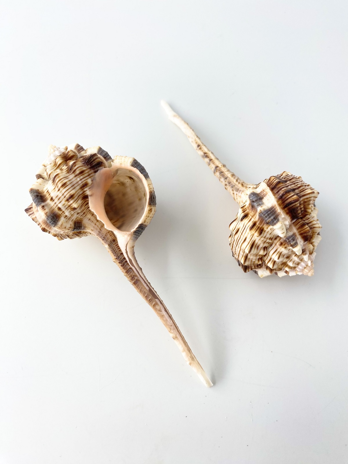 サツマツブリ【約10～12ｃｍ/2本入】  En: Snipe's Bill Murex (size: 10-12cm, per 2pcs) 貝殻