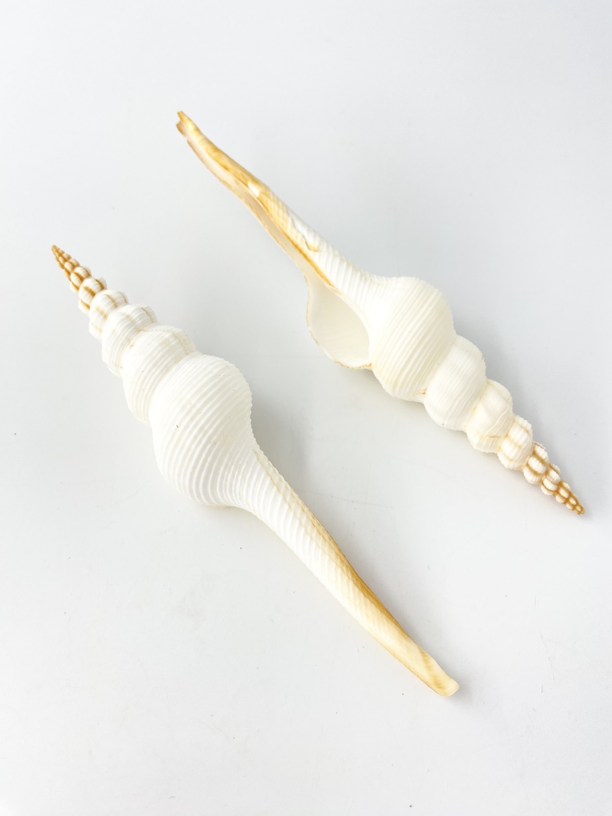 ホソニシ大【13cm以上/2本入】  En: Long-tailed Spindle (size:13cm up, per 2pcs) 貝殻