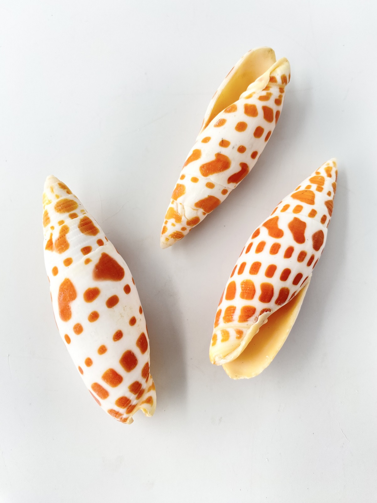 チョウセンフデガイ【約6～7ｃｍ/3本入】[メール便可-9袋まで]   En: Mitra mitra (size:6-7cm, per 3pcs) 貝殻