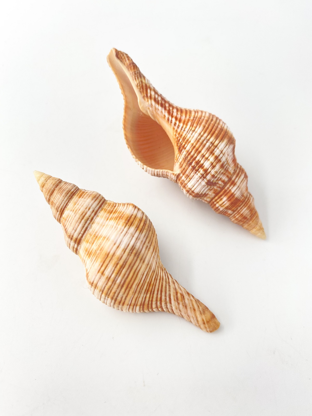 ナガイトマキボラ大【約8～9.5ｃｍ/2本入】  En: Filamentous Horse Conch(Size:8-9cm, per 2pcs) 貝殻
