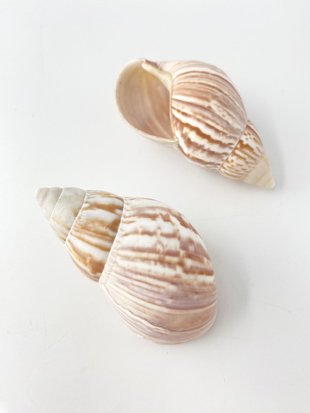 アフリカマイマイ自然【約7ｃｍ前後/5個入】En: Giant African snail (Size6.5-8cm, per 5pc) 貝殻