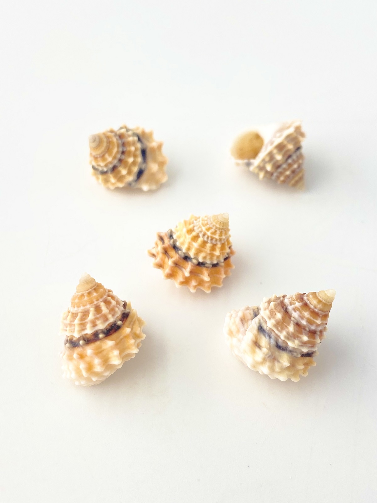 イガタマキビ【1.5ｃｍ前後/5個入】[メール便可]    En: Tectarius coronatus (Size:1.5cm, per 5pcs) 貝殻