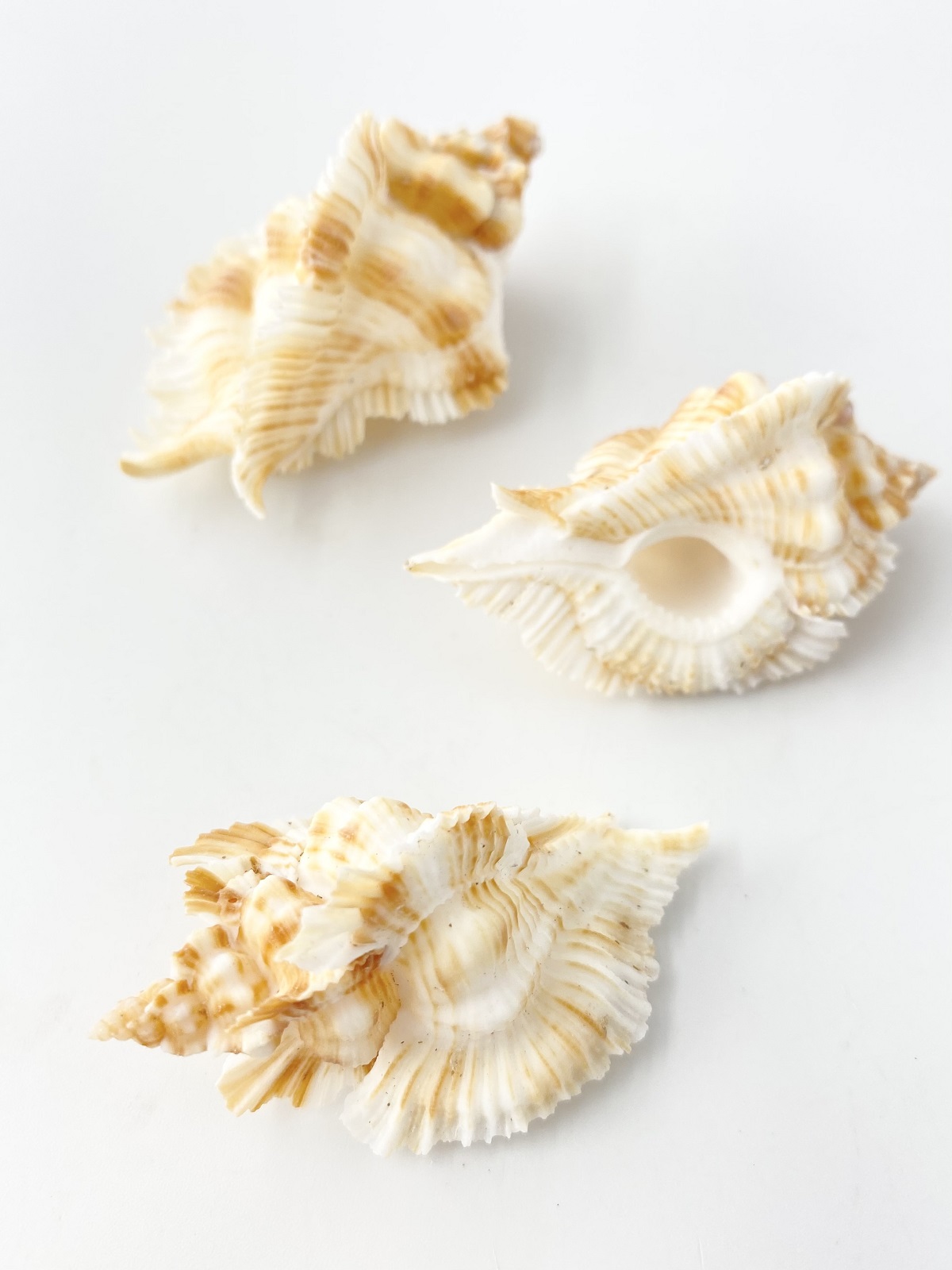 ニセバライロバショウガイ【約5～6cｍ/3個入】 En:Ptrynotus miyokoae (Size:5-6cm, per 3pcs) 貝殻