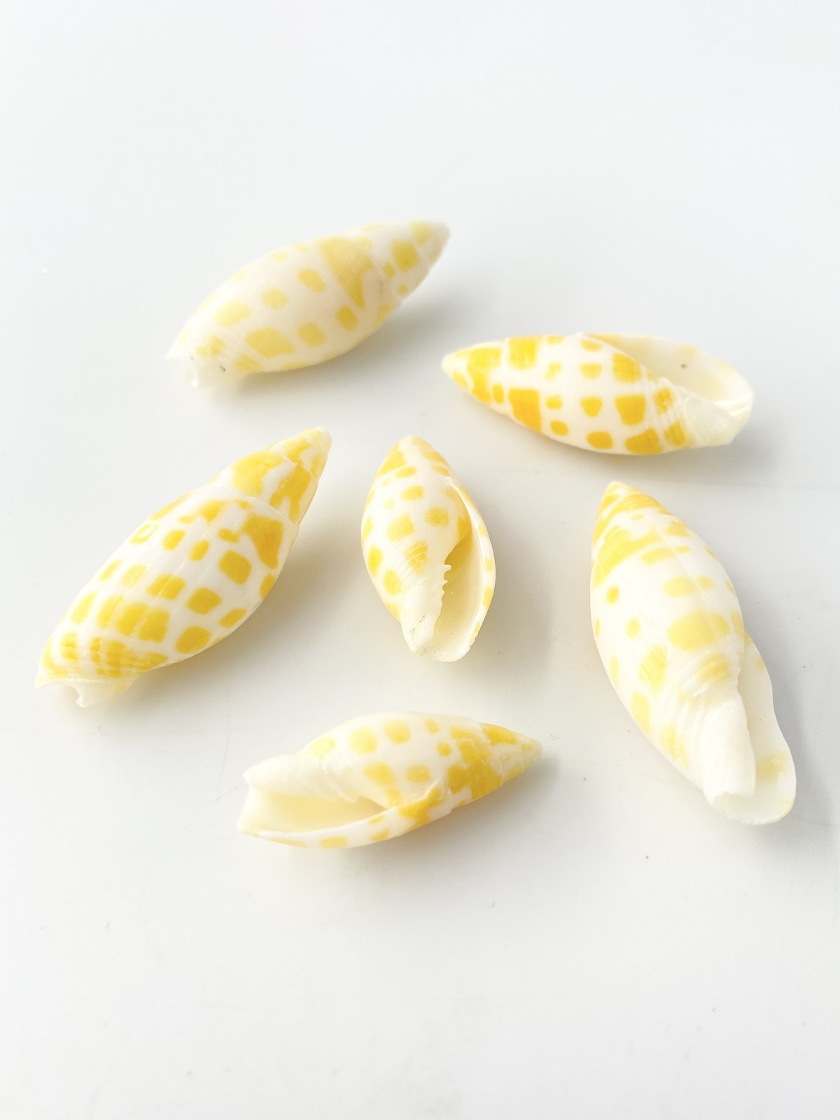 チョウセンフデガイ黄色-小-【約2.0～4.5cm/6本入】[メール便可-16袋まで]  En: Mitra mitra yellow (size:2-4.5cm, per 6pcs) 貝殻