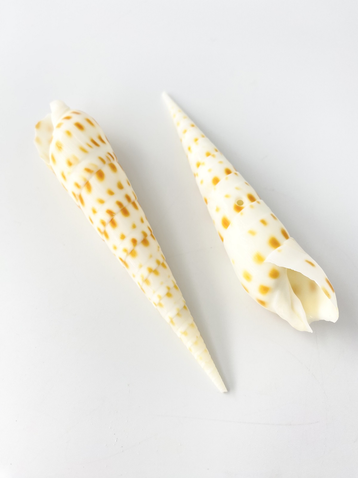 タケノコガイの仲間【11ｃｍ前後/2本入】[メール便可-15袋まで] En:  Terebra subulata (Size:11cm, per 2pcs) 貝殻
