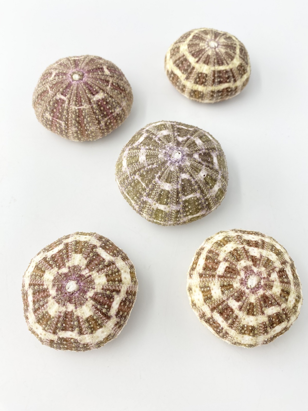 アルフォンスウーチン（ラッパウニ）小【5ｃｍ前後/5個入】 En: Alfonso Urchin (size:5cm, per 5pcs) 貝殻