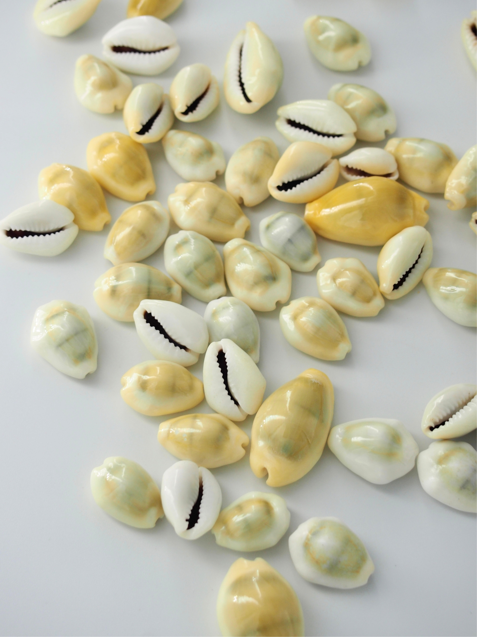 マニータ【約1.5～2.5ｃｍ】[メール便可-400ｇまで]   En: Money cowrie (size:1.5-2.5cm) 貝殻