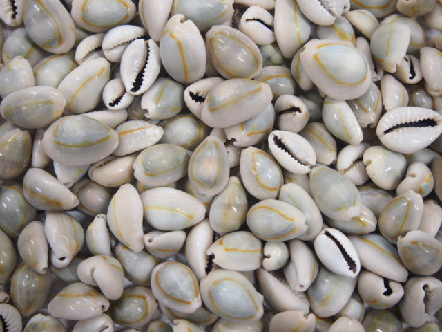 ハナビラダカラb品 約1 0 2 5 ｃｍ 500ｇ En Cypraea Annulus B Grade Size 1 2 5cm Per 500g 貝殻の問屋さん Kaigaranotonya San