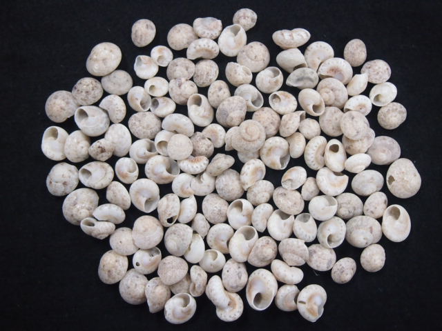 アンボンニュ-大-(サラサキサゴ)【約1.0～1.8ｃｍ/100ｇ】[メール便可-4袋まで]   En: Umbonium (size:1-1.8cm, per 100g)