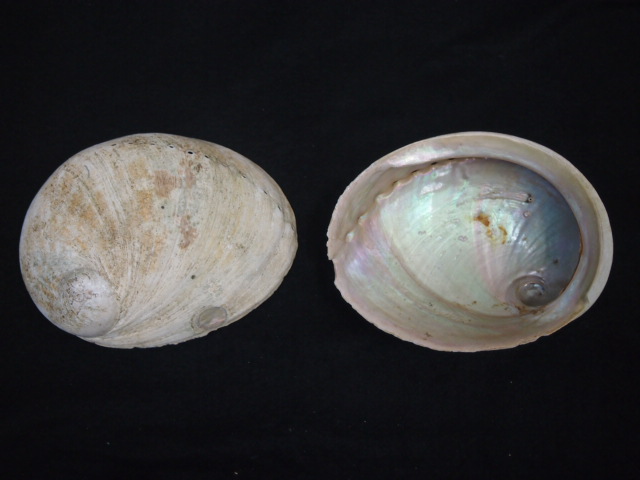 オーストラリア白アワビ 原貝【15ｃｍ前後】 En: Australia white abalone -raw shell- (size:16-18ｃｍ, per 1pc)