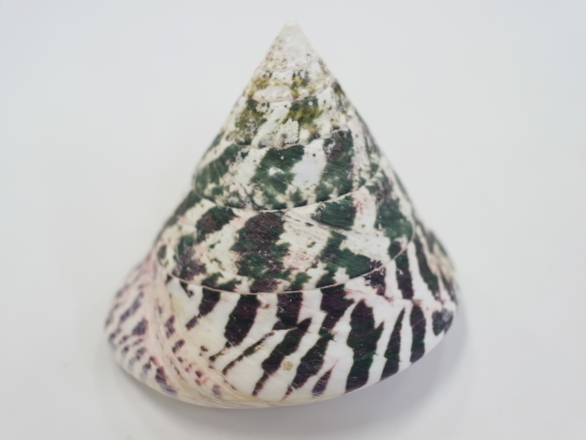 タカセガイ（洗浄済）【約8cｍ前後/1個】 En: Trocus  (Size:8cm, per 1pc)