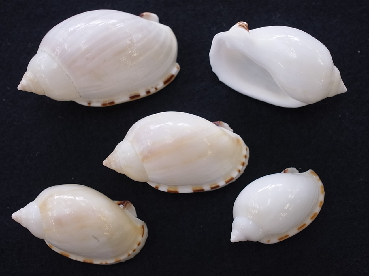 ヒナヅルガイ艶あり 小 約3 4ｃｍ 5個入 メール便可 10袋まで 貝殻の問屋さん