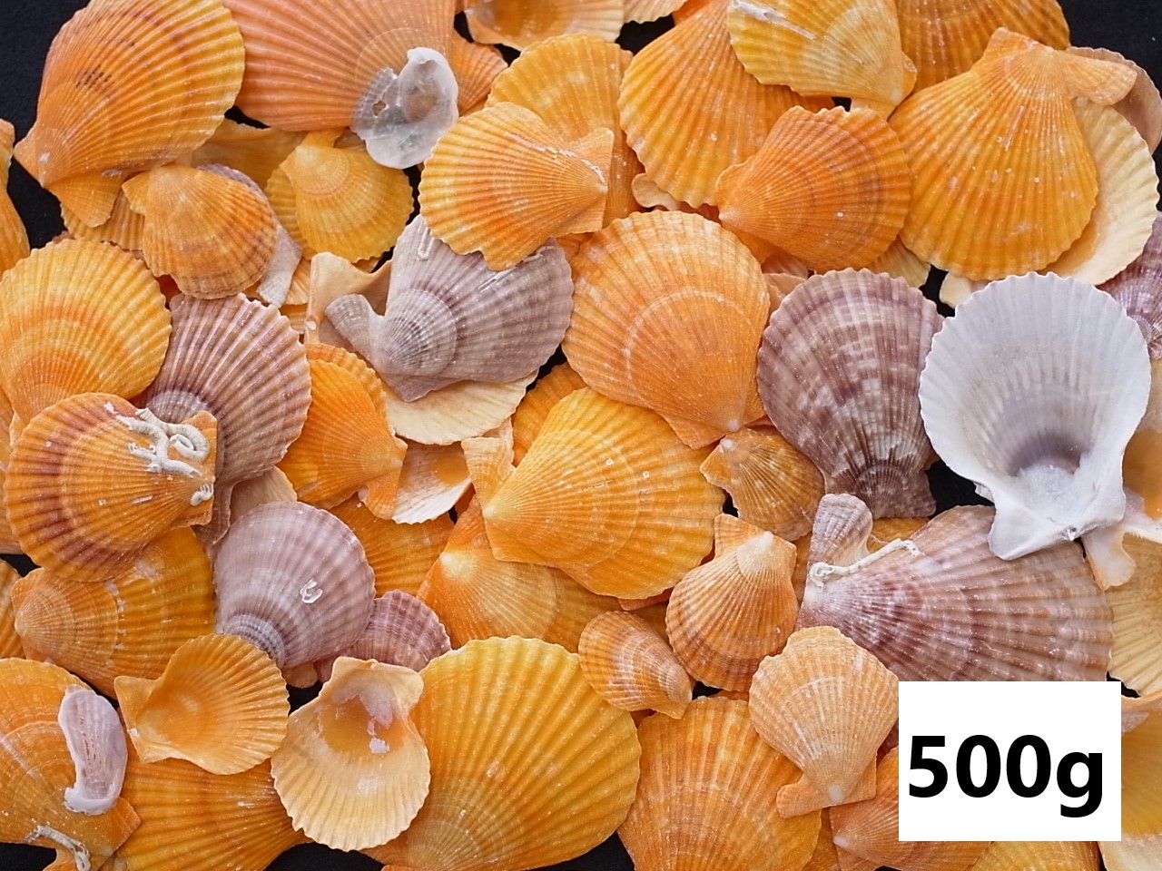 ヒオウギガイ片面 小 約2 5ｃｍ 500ｇ 貝殻の問屋さん