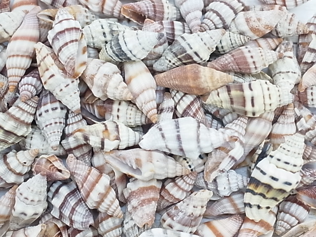 オオミノムシガイ 約3 0 5 0ｃｍ 500ｇ 100ｇあたり166円 メール便可 1袋まで 貝殻の問屋さん