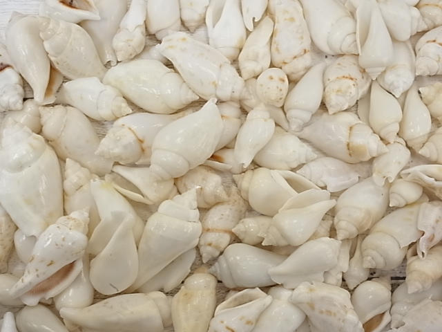 ネジマガキガイ磨き【約2.5～5.0ｃｍ/500ｇ】 貝殻