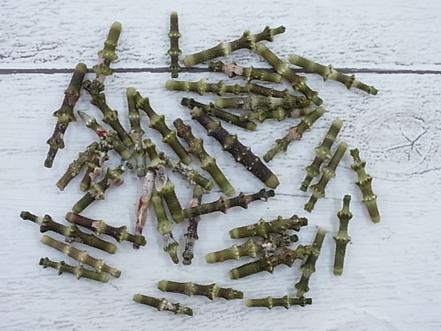 フシザオウニのトゲ【約1.3～2.3ｃｍ/5ｇ】[メール便可-50袋まで]  En: Spines of urchin (Size:1.3-2.3cm, per 5g) 貝殻