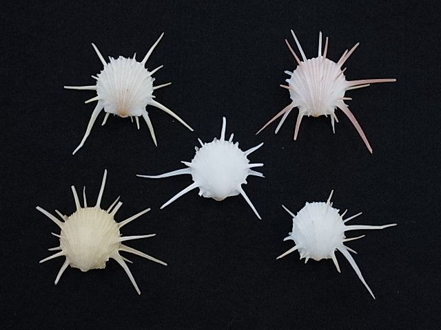 ミニ☆ミサカエショウジョウカズラ【約3～6cm/5個】[メール便可-6袋まで]  En:Dentalium aprinum (size:3-6cm, per 5pcs) 貝殻