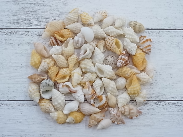 巻貝ミックス 約1 0 3 0ｃｍ 500ｇ メール便可 1袋まで 貝殻の問屋さん