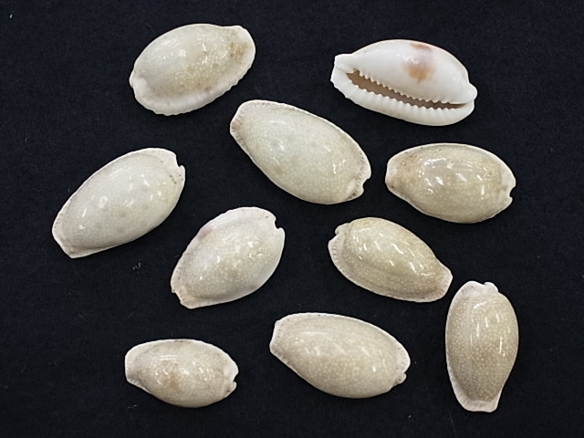 コモンダカラ【約2.5～3.5ｃｍ/10個】[メール便可-8袋まで]  En:Eroded cowrie (size: 2.5-3.5cm, per 10pcs)