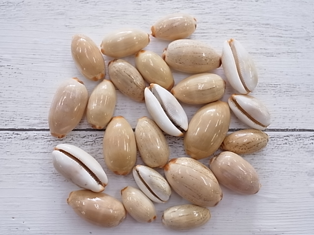 ヤナギシボリダカラ【約2～3ｃｍ/50ｇ】[メール便可-8袋まで]  En: Cypraea Isabella(Size:2-3cm, per 50g) 貝殻