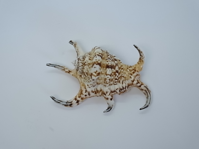 割り引き 貝殻 置物 スイジガイ econet.bi