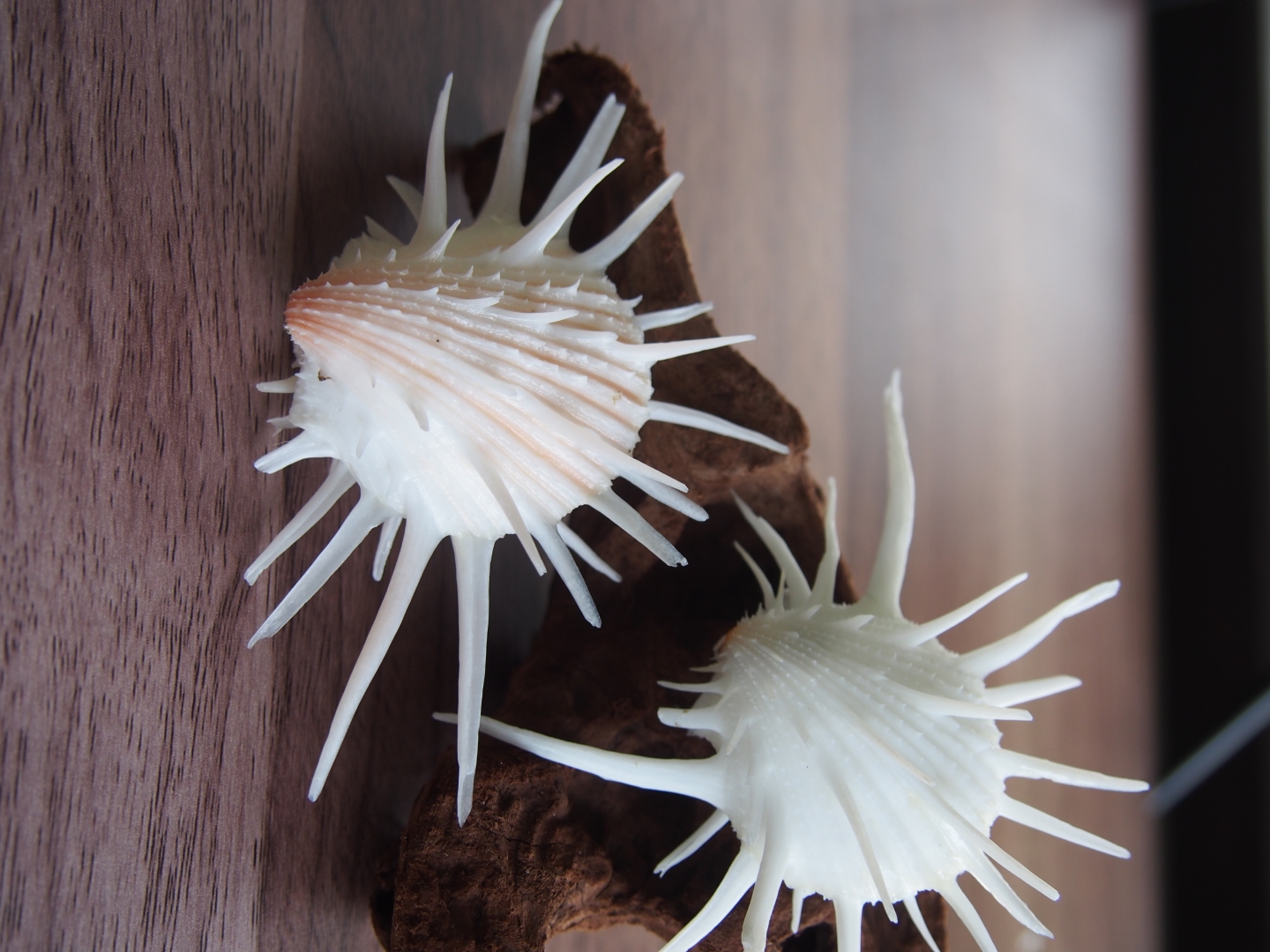 ミサカエショウジョウカズラ【約7～10cm/5個】  En:Spondylus imperialis (size:7-10cm, per 5pcs)