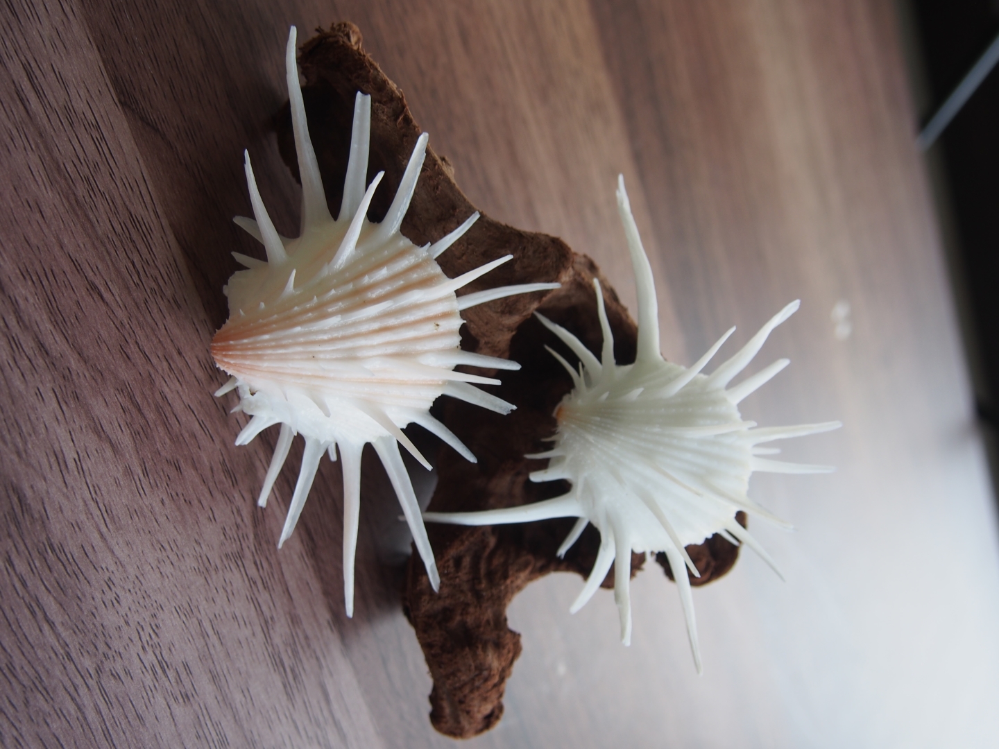 ミサカエショウジョウカズラ【約6～7cm/2個】  En:Spondylus imperialis (size:6-7cm, per 2pcs) 貝殻