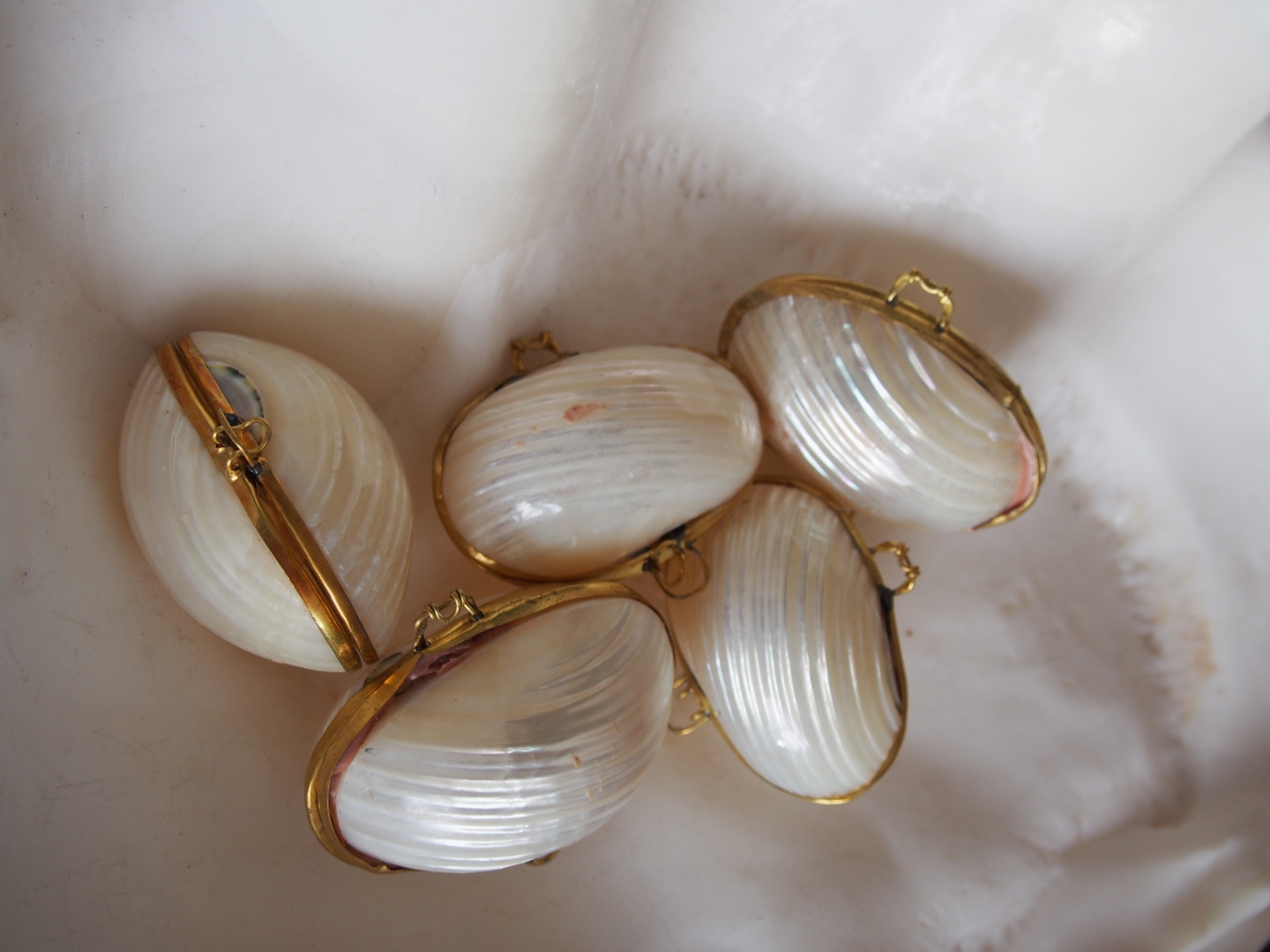 [B品]貝殻の小物入れ-マルサザエ真珠磨き-【5cm前後/1個】 En:  Shell coin purse -Turbo Argyerostomus- (size:approx.5cm, per 1pcs)