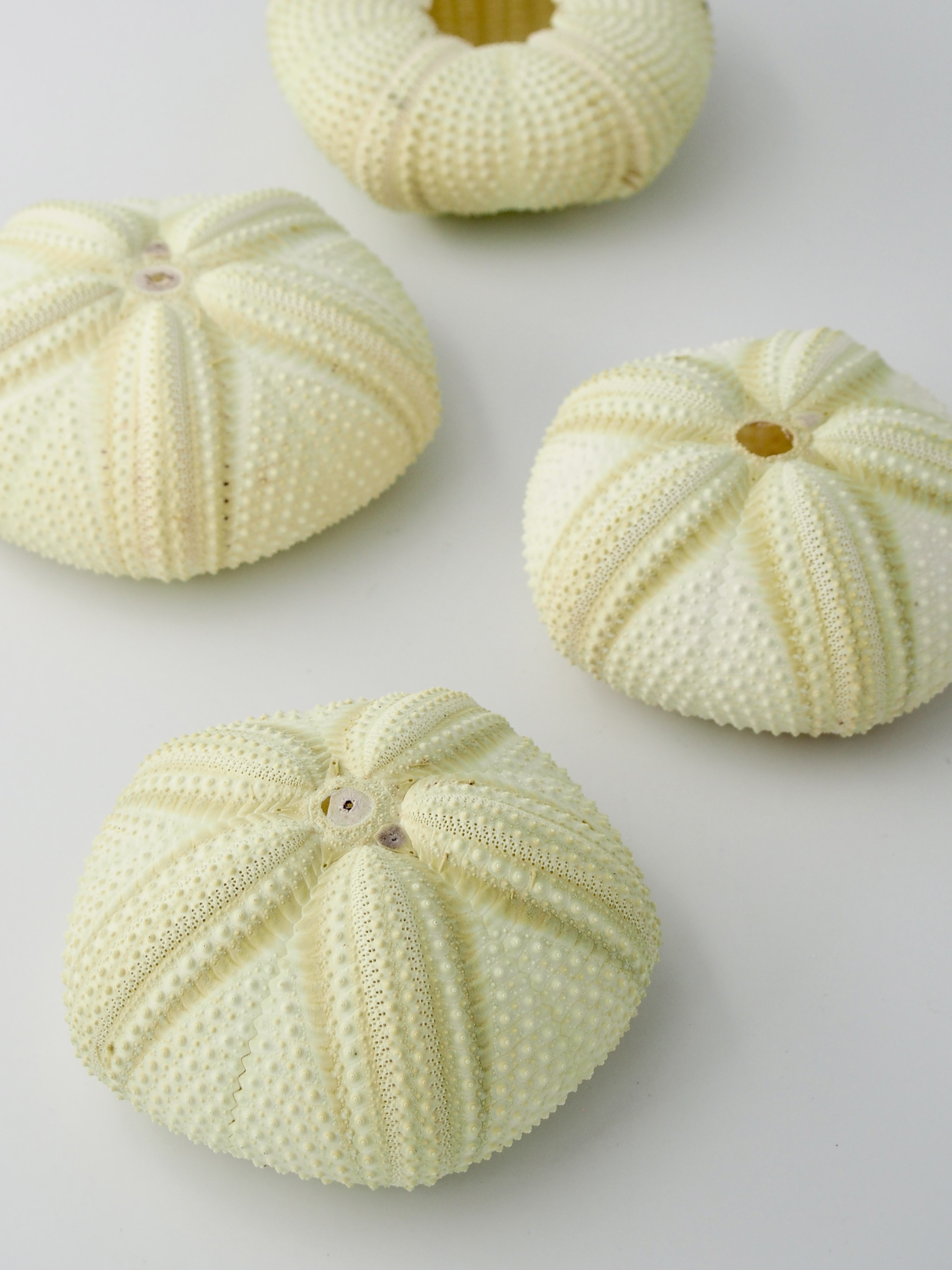 アカオニガゼ【約8～10ｃｍ前後/1個入】 貝殻