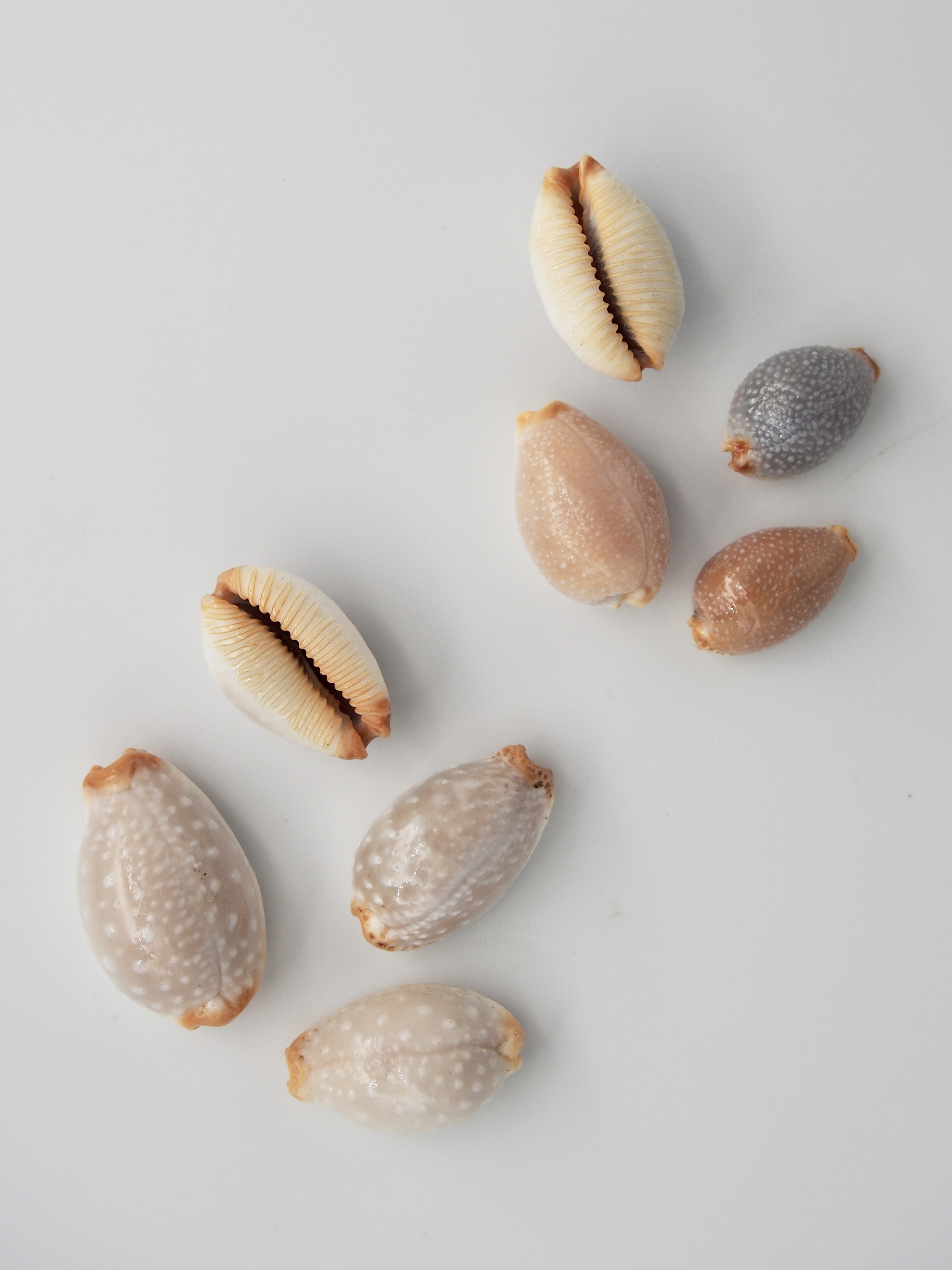 シボリダカラ・サメダカラ【約1.3～2.5ｃｍ/各1個】[メール便可] 貝殻