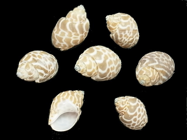 ベンガルバイ【約3.5～5.0ｃｍ/100ｇ】[メール便可-2袋まで]  En:Spiral Babylon(size:3.5-5.0cm, per 100g) 貝殻