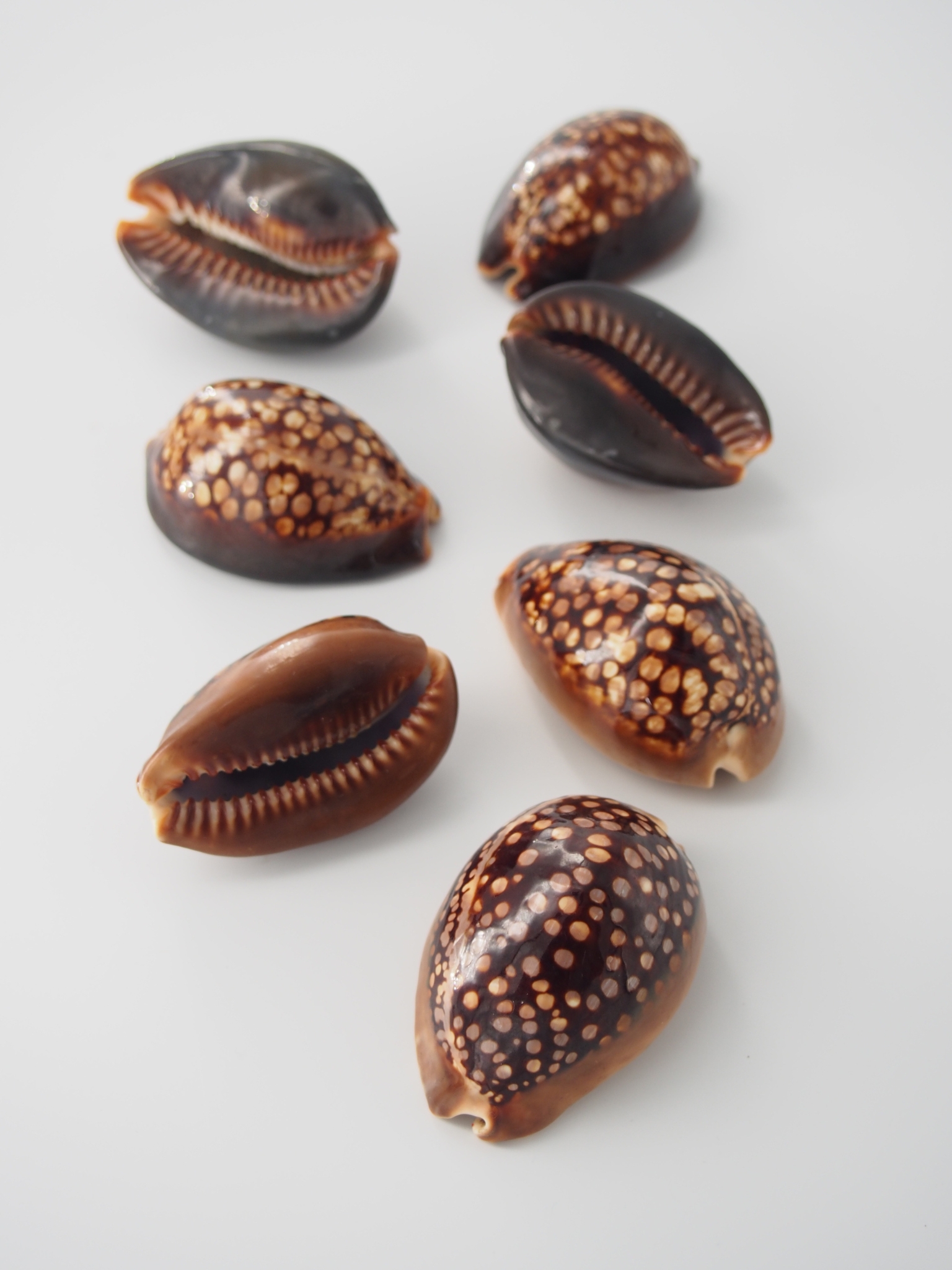 ハチジョウダカラ【6ｃｍ前後/1個】 En:chocolate cowrie (Size: approx. 6cm, per 1pc) 貝殻