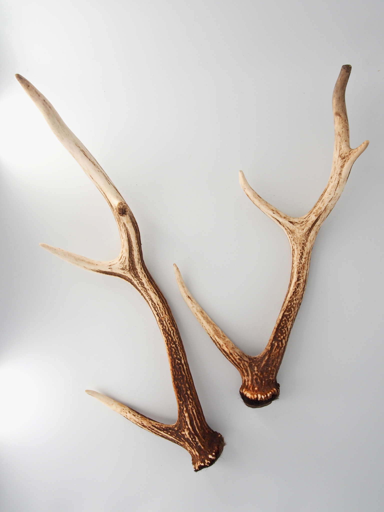 エゾジカの角 B品【約50～60ｃｍ -おまかせ発送-】鹿の角 En: - Not for overseas sale - 貝殻