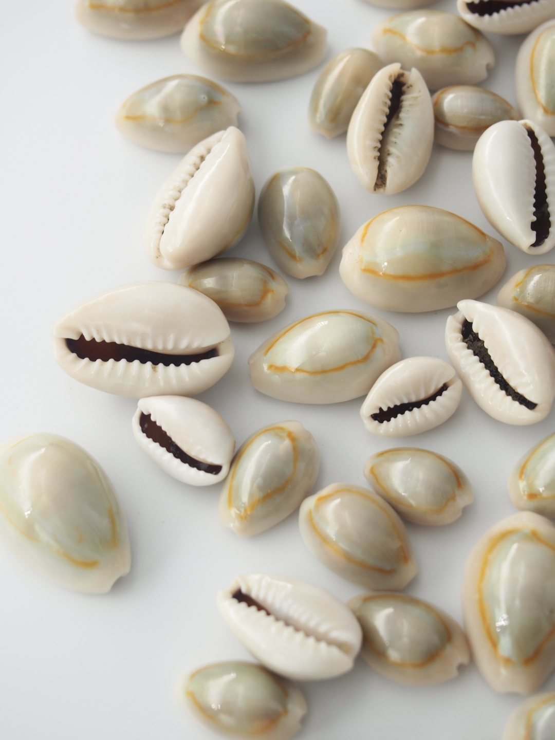 ハナビラダカラ【1.0～2.0ｃｍ程度】[メール便可-400ｇまで] En: Cypraea annulus (size:1-2cm) 貝殻