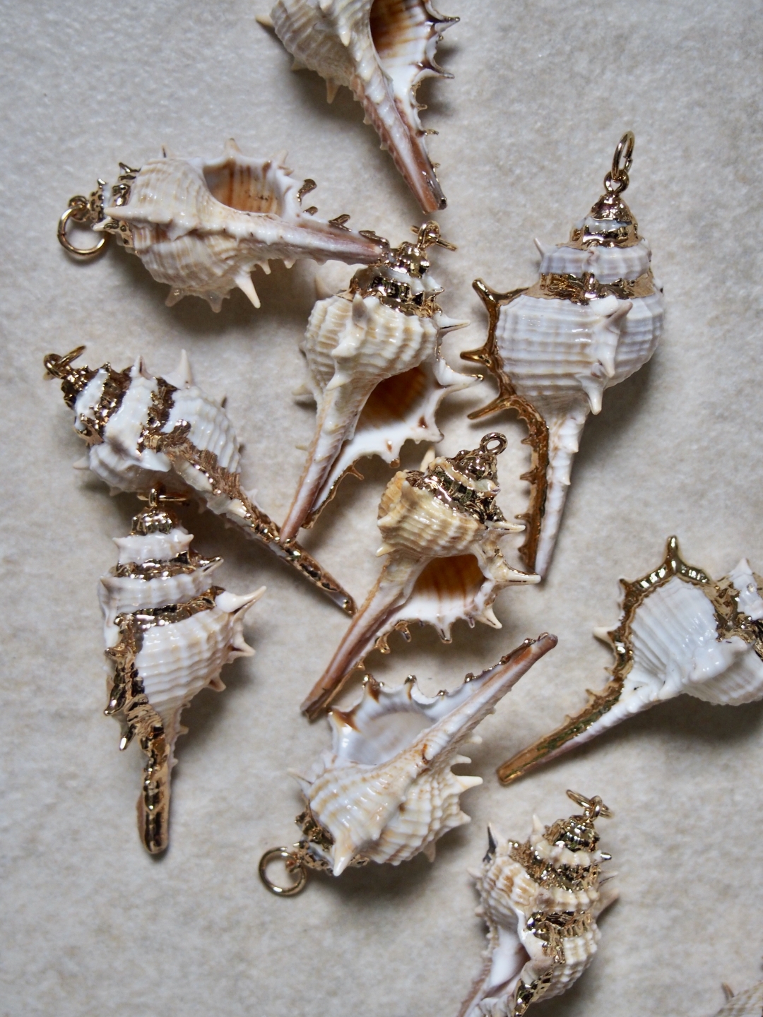 12月のお買い得 [10%OFF]シェルチャーム - コアッキ（ゴールドエッジ）【約4.5～6.0cm】[メール便可] #336