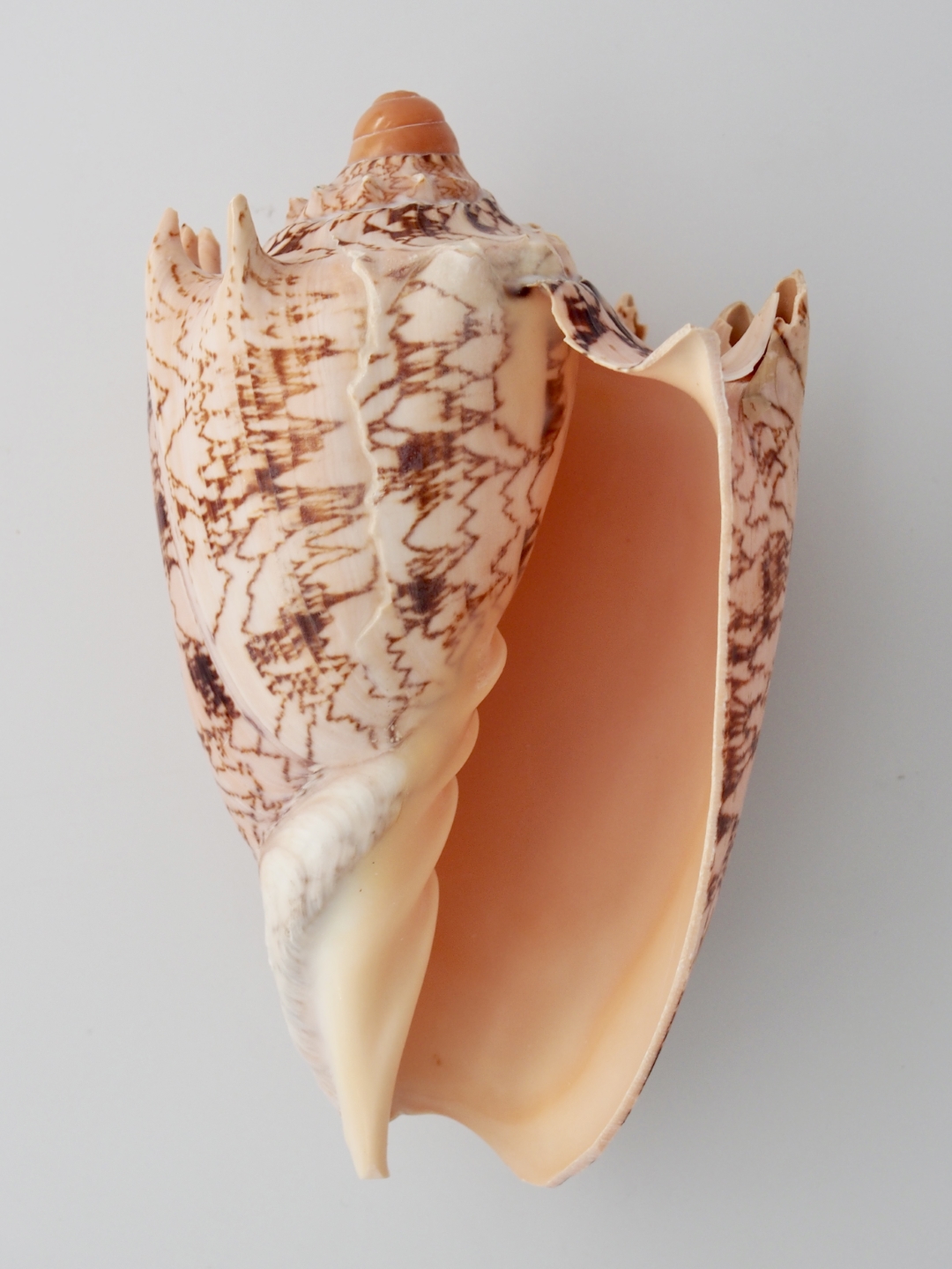 ボルタインペリアス（ミヒカリコオロギボラ）【約12～15ｃｍ/1個】  En: Voluta imperialis (size:12-15cm, per 1pc) 貝殻