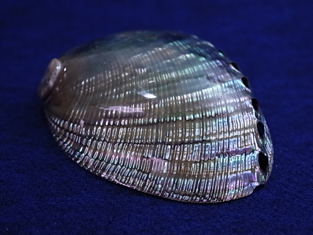 ハリオティス　フージェンス　磨き【約13～14ｃｍ/1個】 En: Haliotis fulgens polished  (Size:13-14cm, per 1pc)