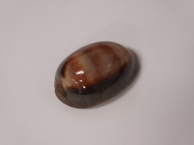 キンカンダカラ【約4.5～5.0ｃｍ/1個】  En: Cypraea ventriculus(Size:4.5-5cm, per 1pc) 貝殻