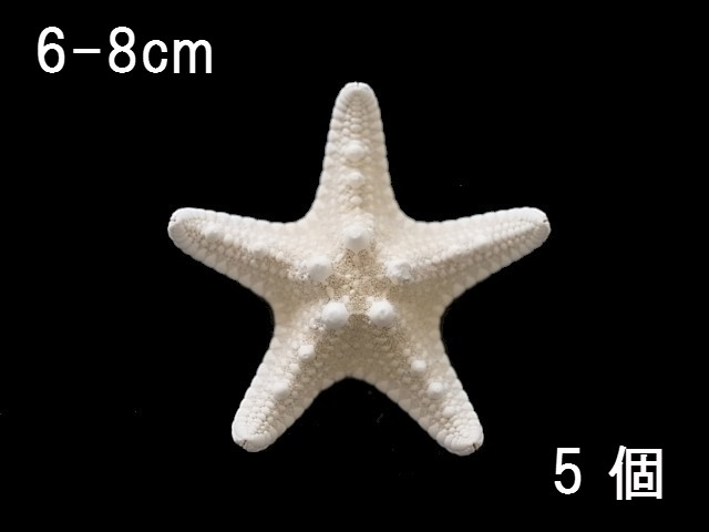 コブヒトデ 約6 8ｃｍ 5個入り メール便可 2袋まで En Philippine Starfish Size 6 8cm Per 5pcs 貝殻の問屋さん Kaigaranotonya San