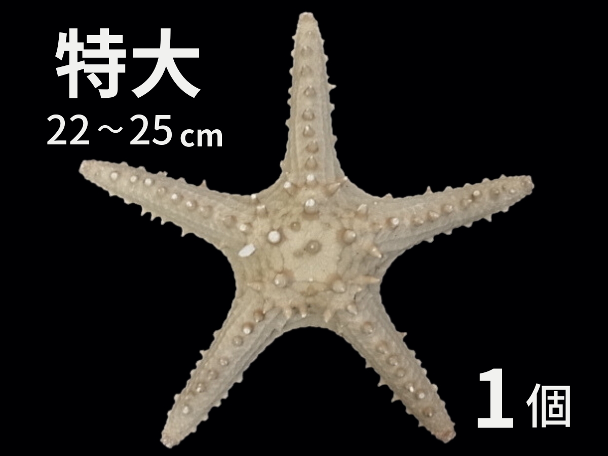 特大コブヒトデ【約22～25ｃｍ/1個】  En: Philippine starfish(Size:22-25cm, per 1pc)