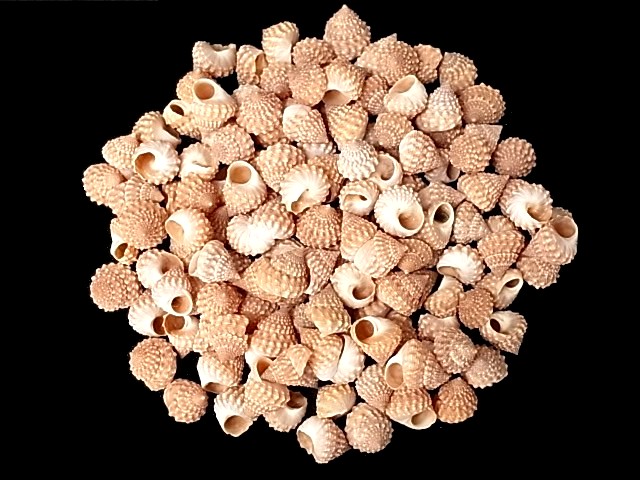 コンペイトウガイ【約0.8～1.5ｃｍ/50ｇ】[メール便可-4袋まで]  En:Echinicus cumingi spinulosus (size: 0.8-1.5cm, per 50g)